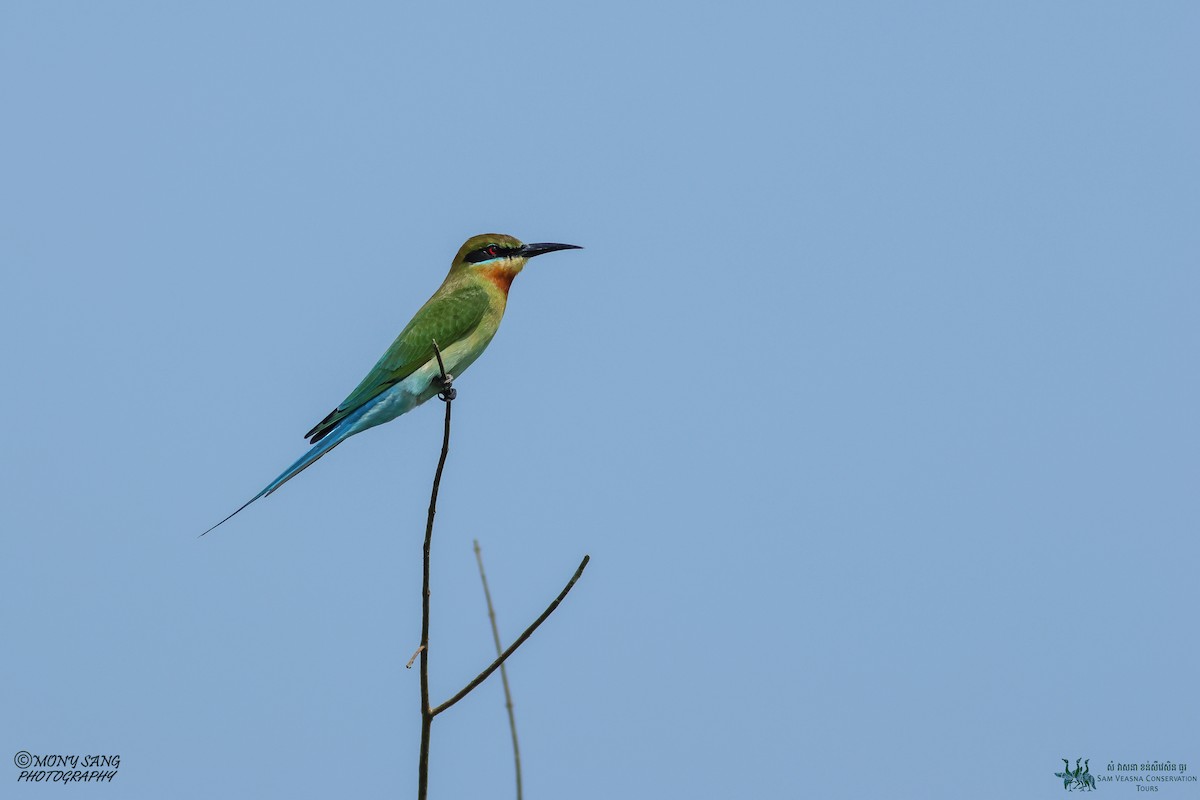 Blue-tailed Bee-eater - Mony Sang (SVC)