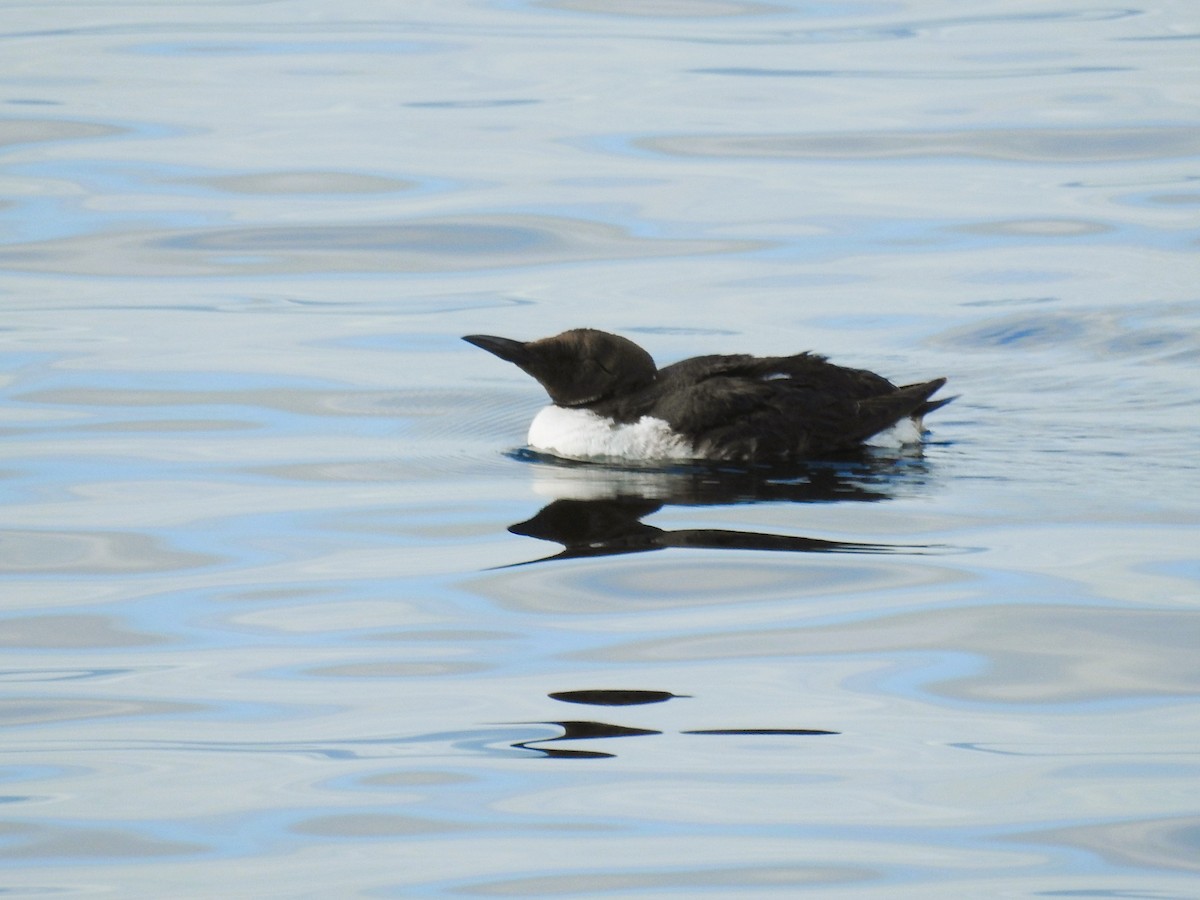 Guillemot marmette - ML614765558