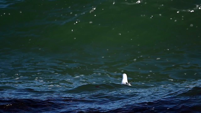 Mouette rieuse - ML614765562