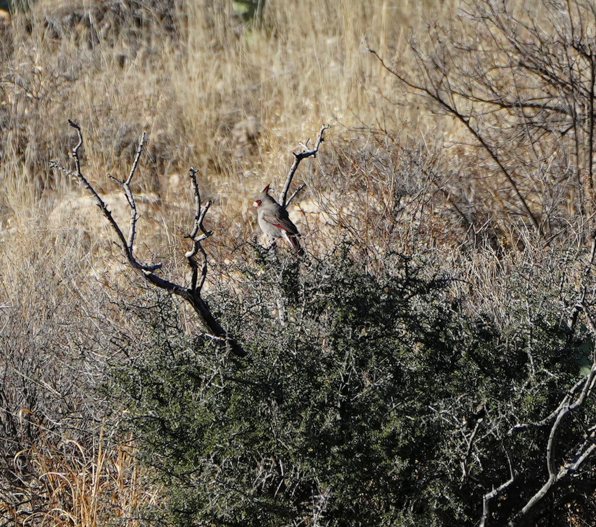 Pyrrhuloxia - ML614765592
