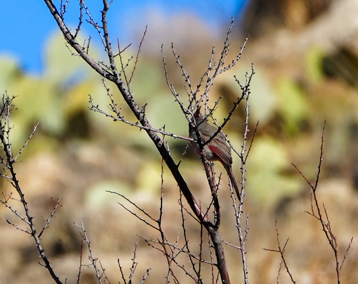 Pyrrhuloxia - ML614765596