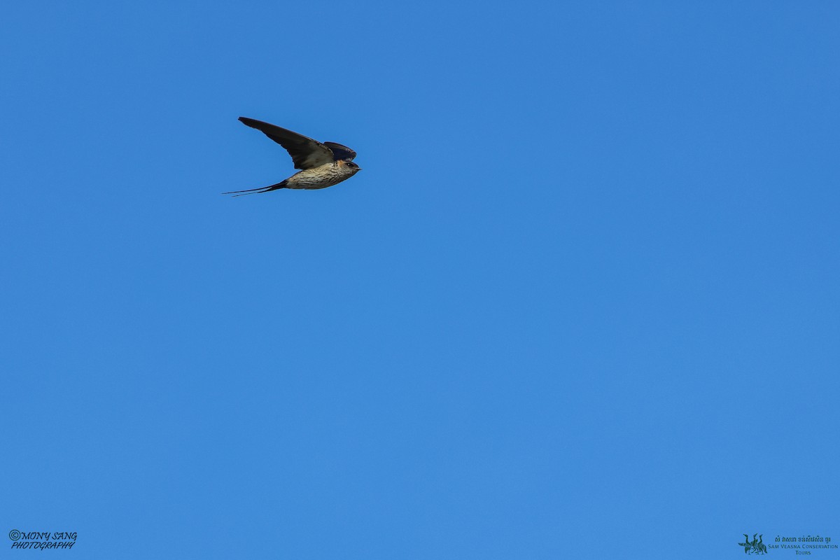 Striated Swallow - ML614765610