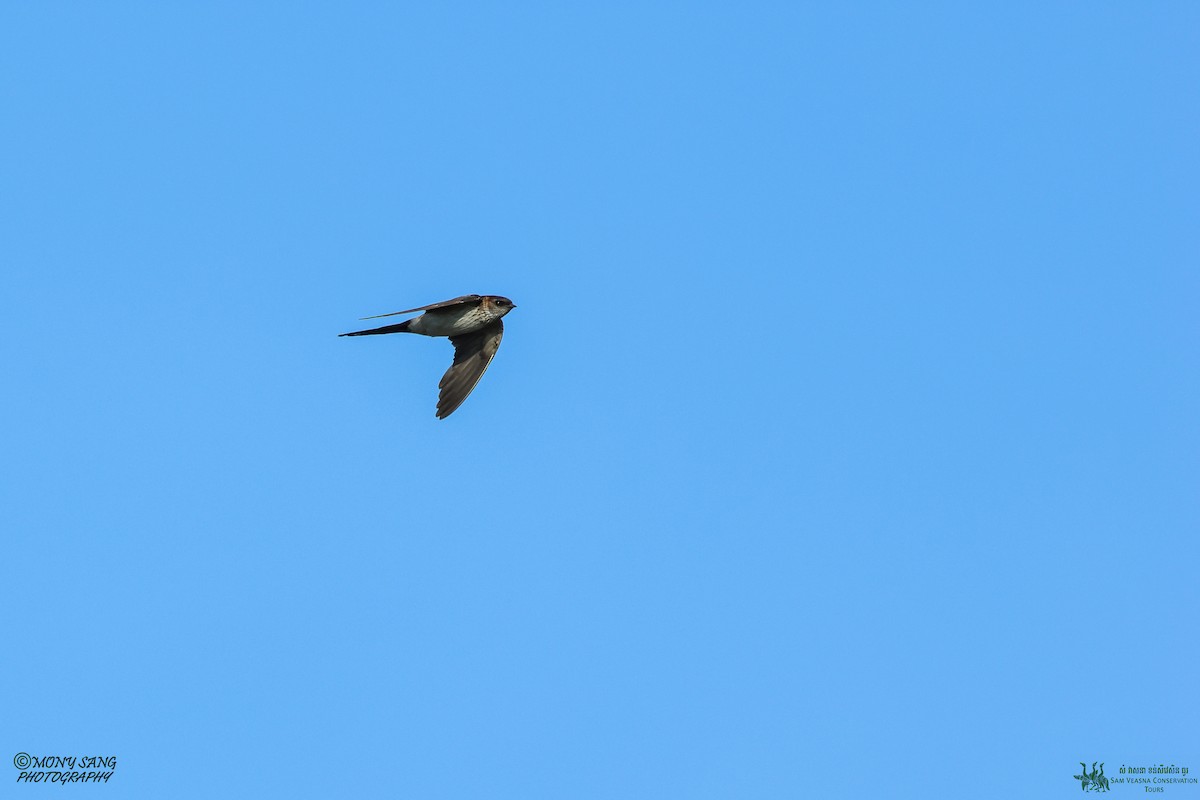 Red-rumped Swallow (Red-rumped) - Mony Sang (SVC)