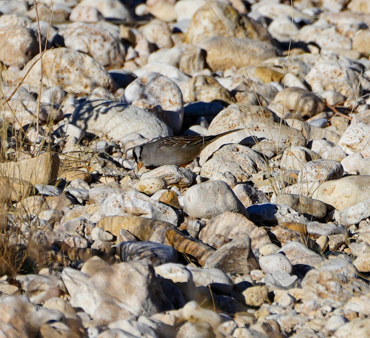 White-crowned Sparrow - ML614765634