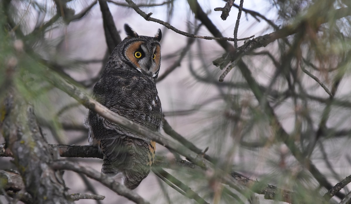 Long-eared Owl - ML614765638