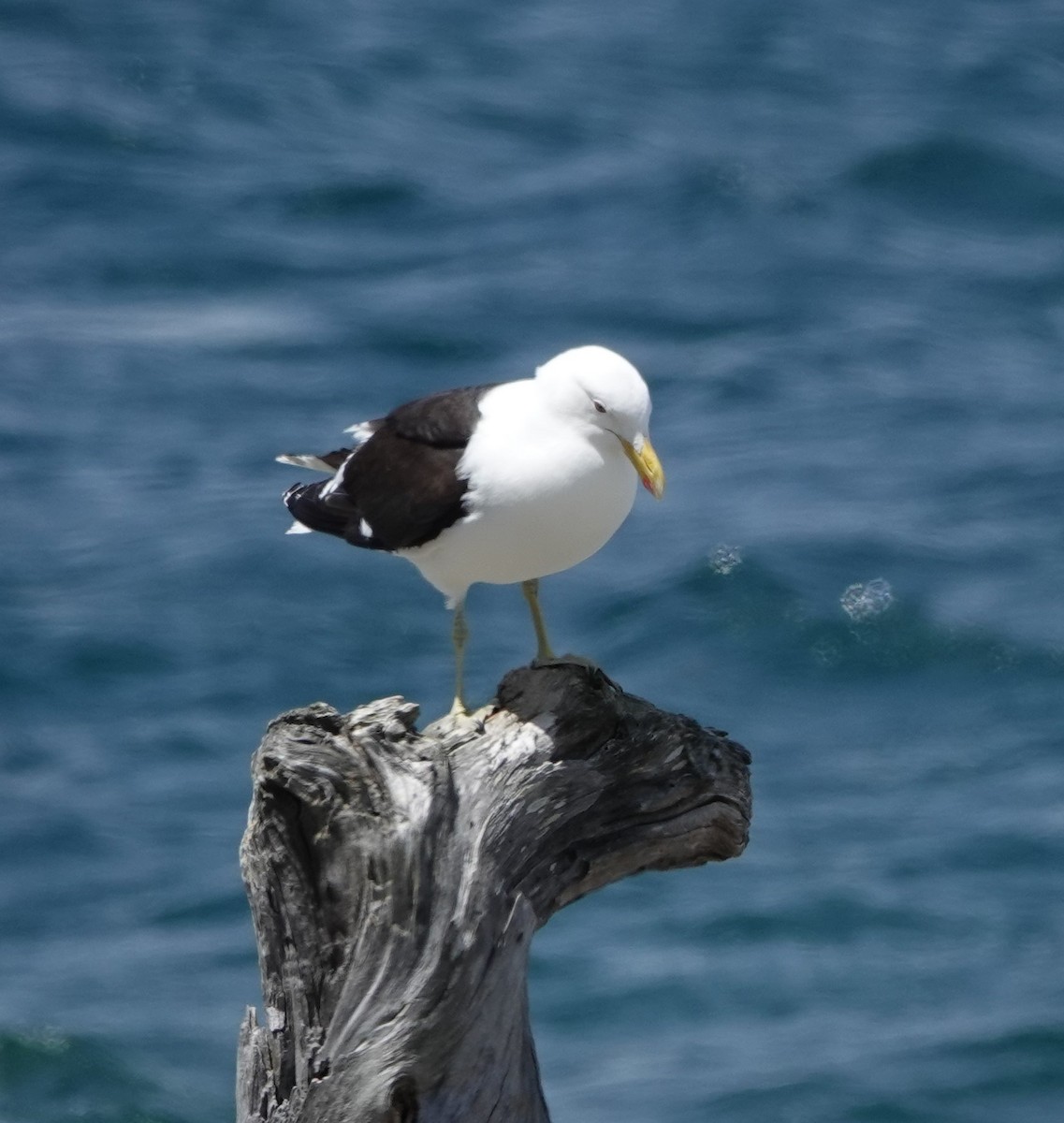 Kelp Gull - Toby-Anne Reimer