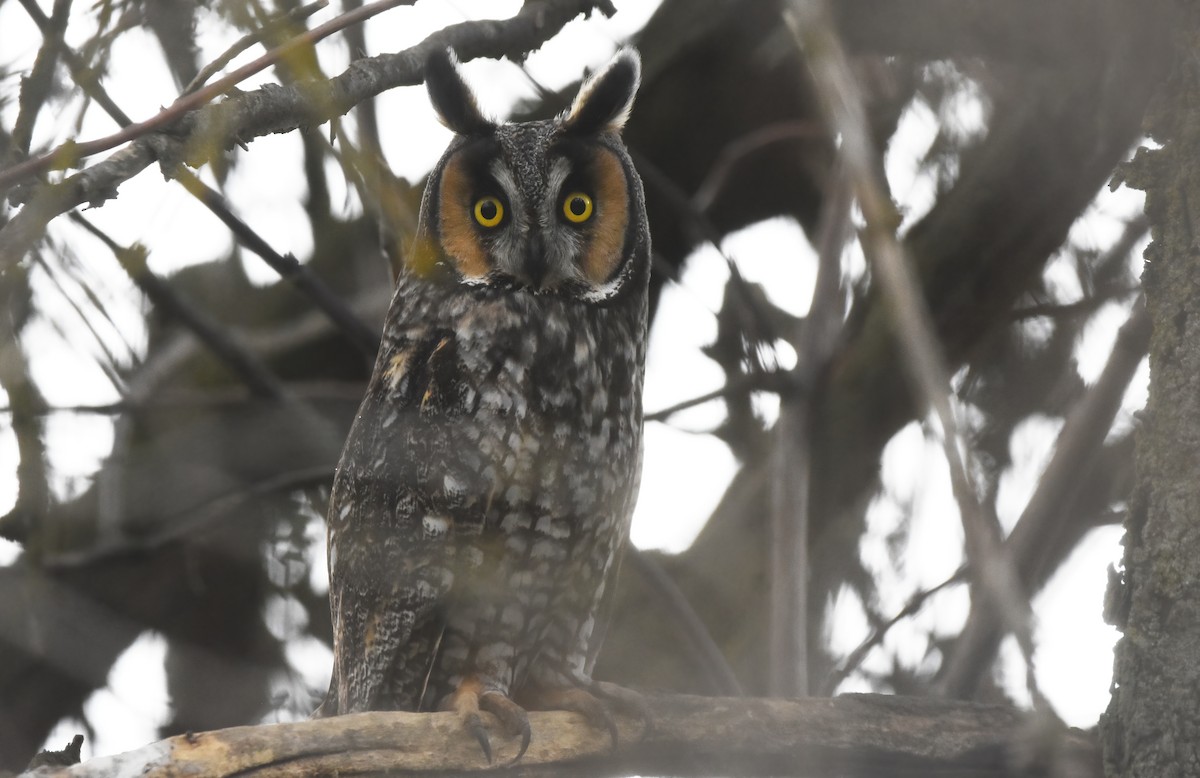 Long-eared Owl - ML614765683