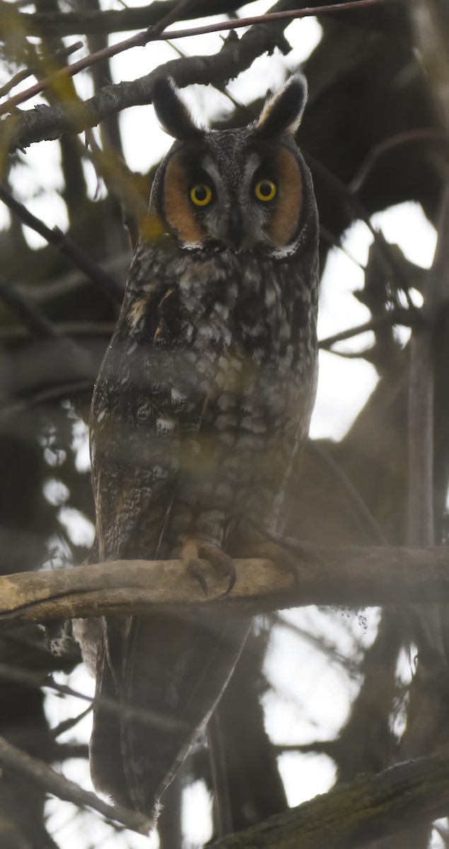 Long-eared Owl - ML614765686