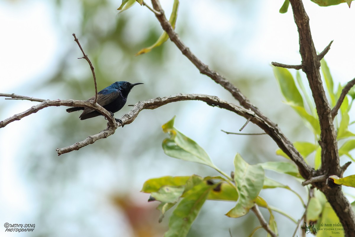 Purple Sunbird - Mony Sang (SVC)