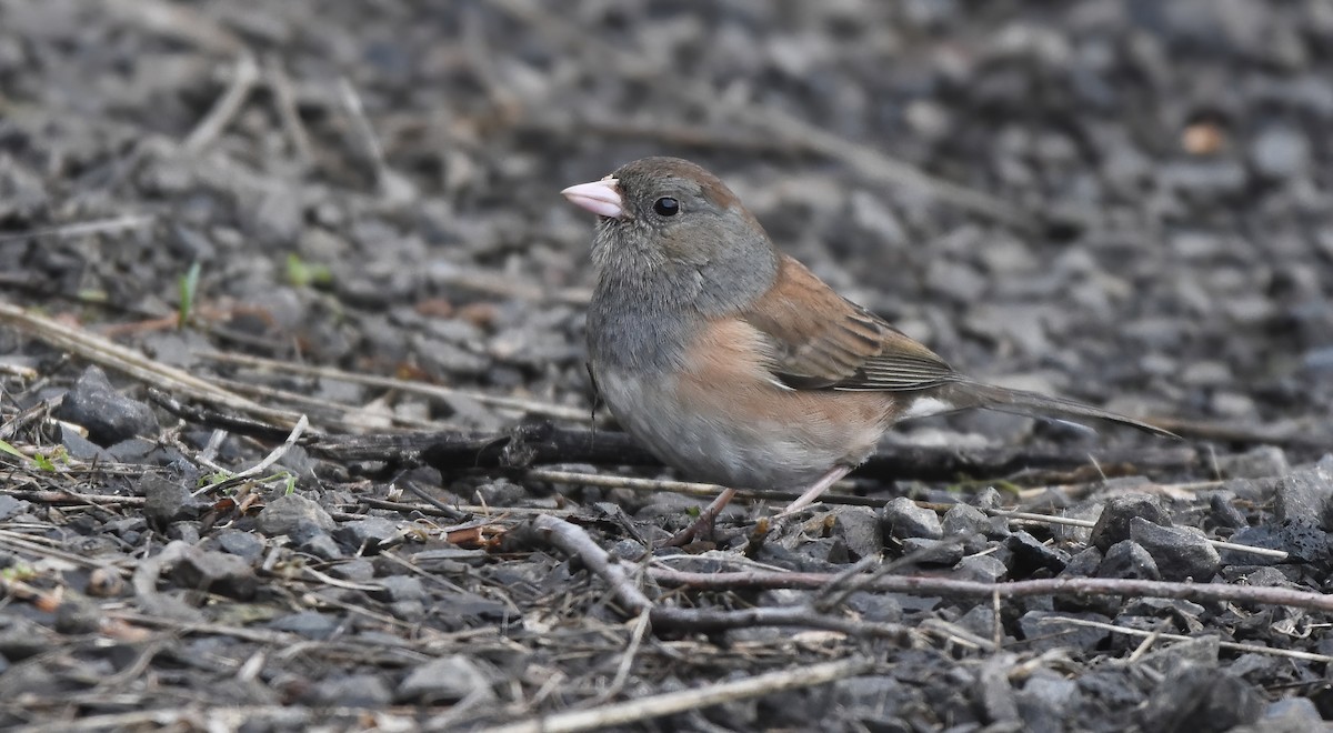 Dark-eyed Junco (Oregon) - ML614765704