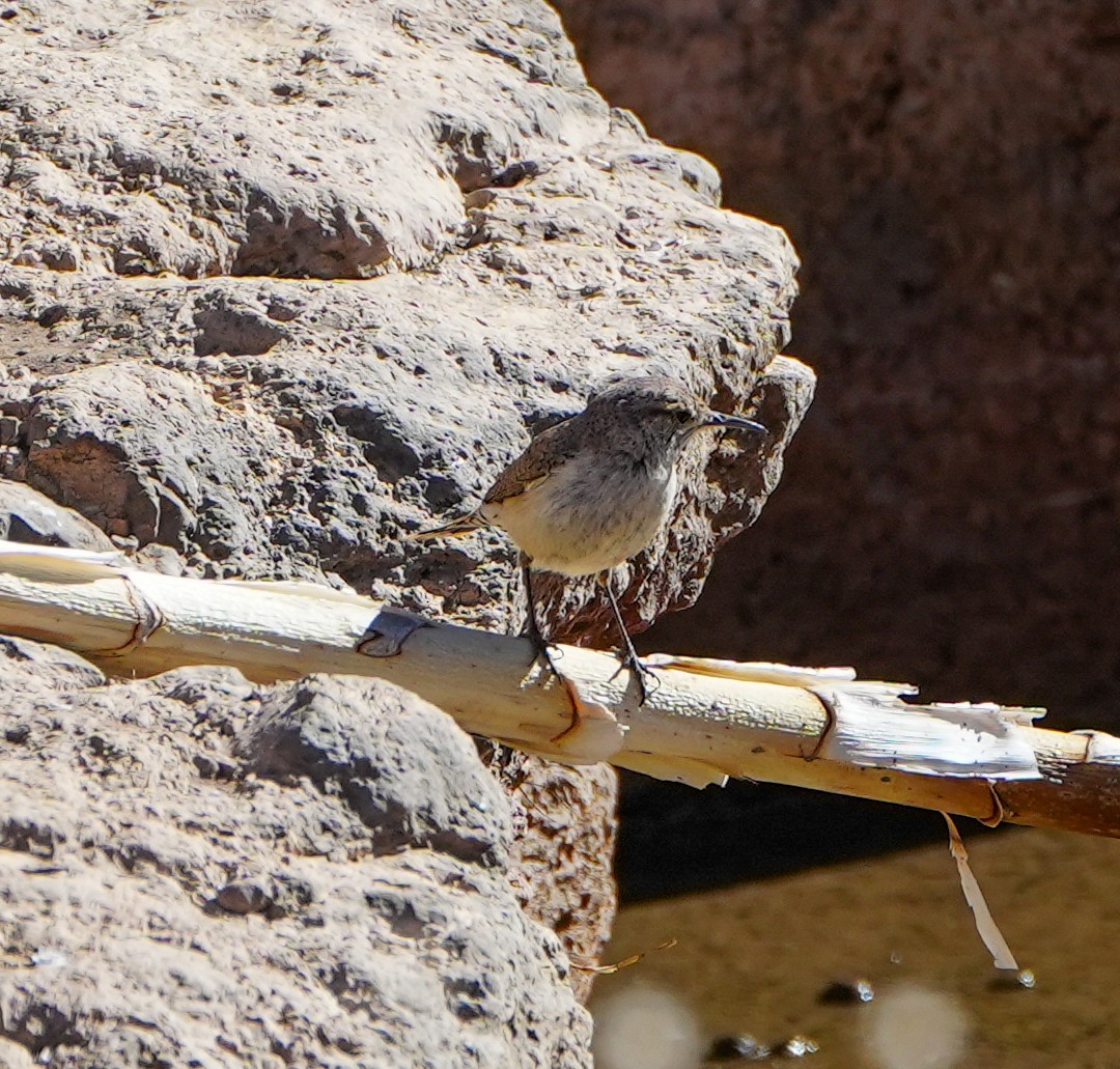 Rock Wren - ML614765719
