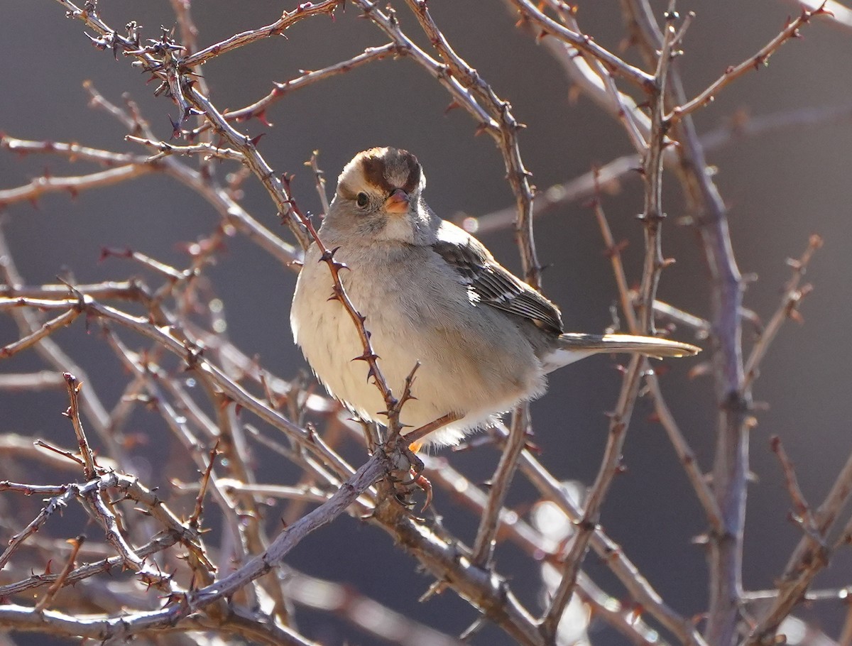 White-crowned Sparrow - ML614765724