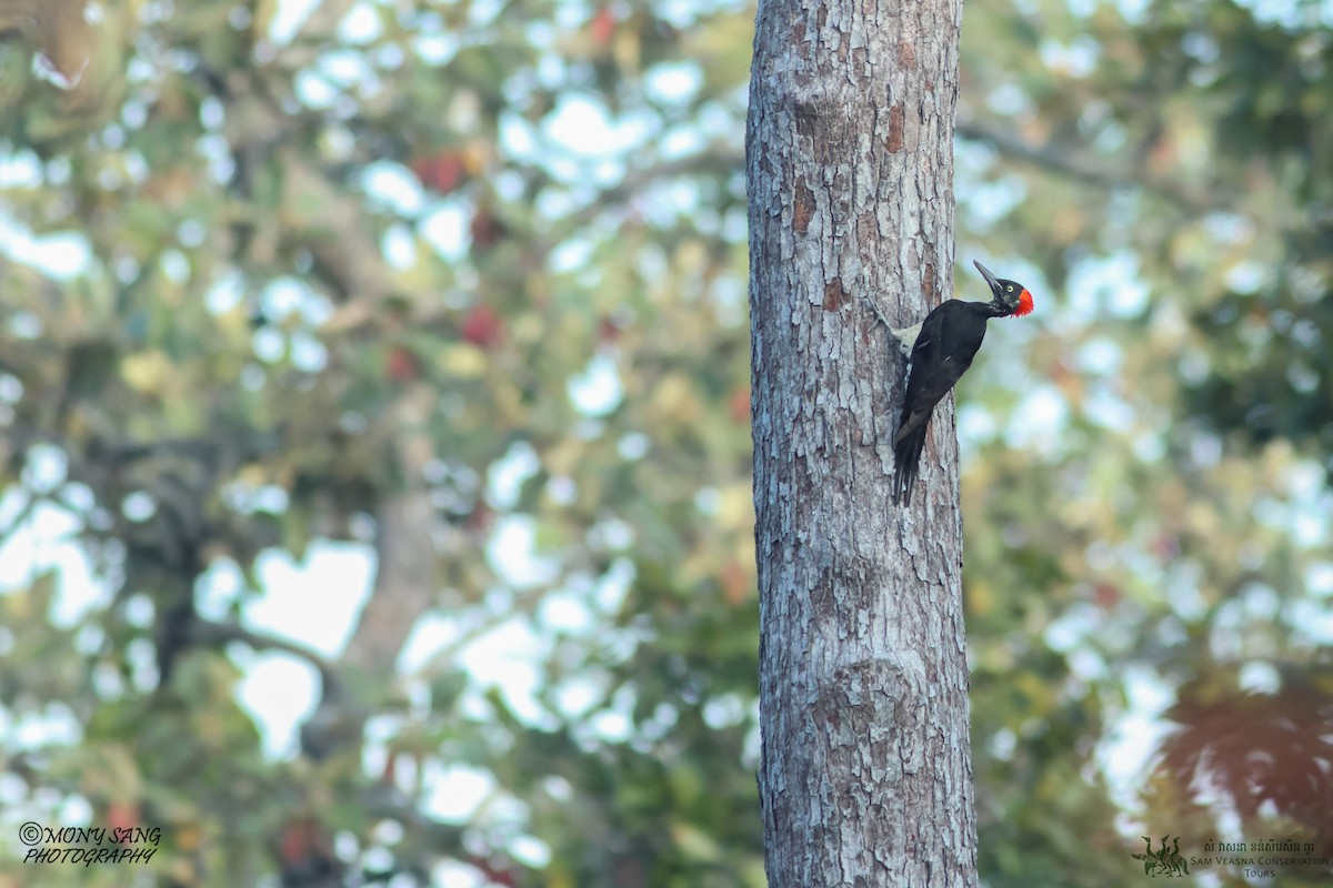 White-bellied Woodpecker - ML614765726