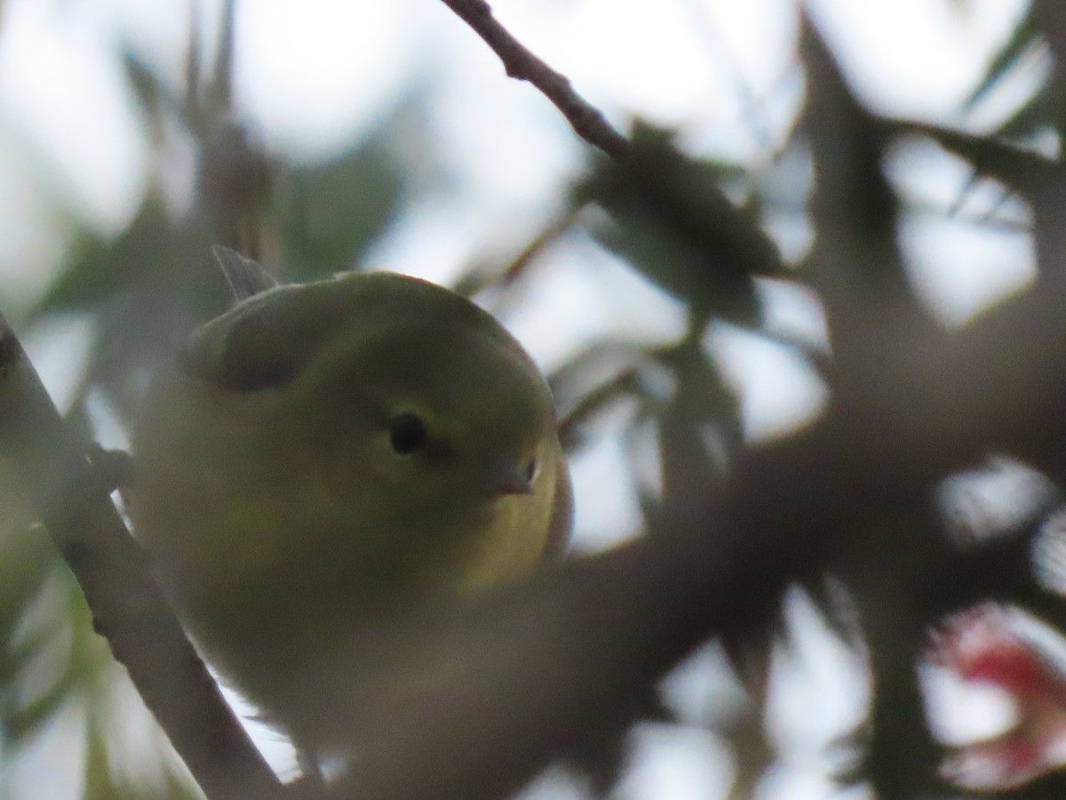 Tennessee Warbler - Emanuel Serech