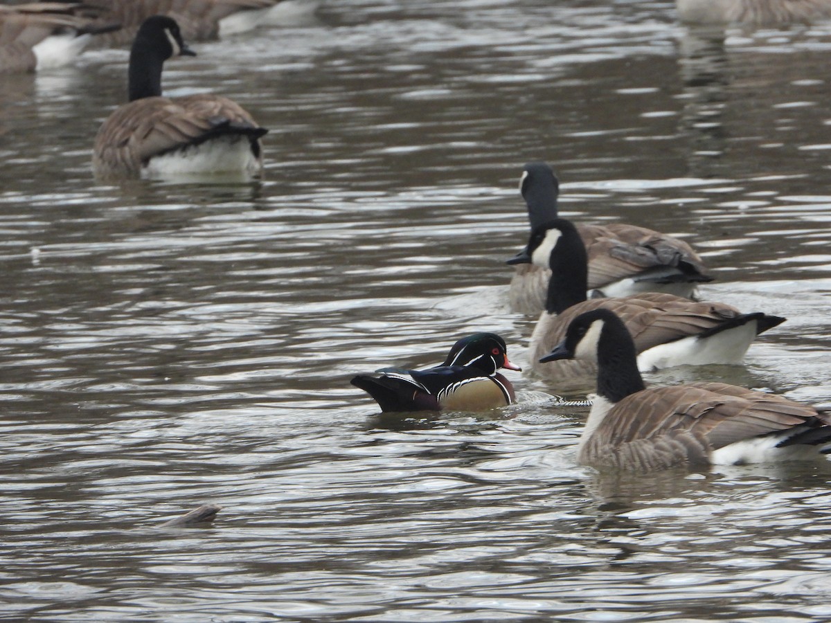 Canard branchu - ML614765731