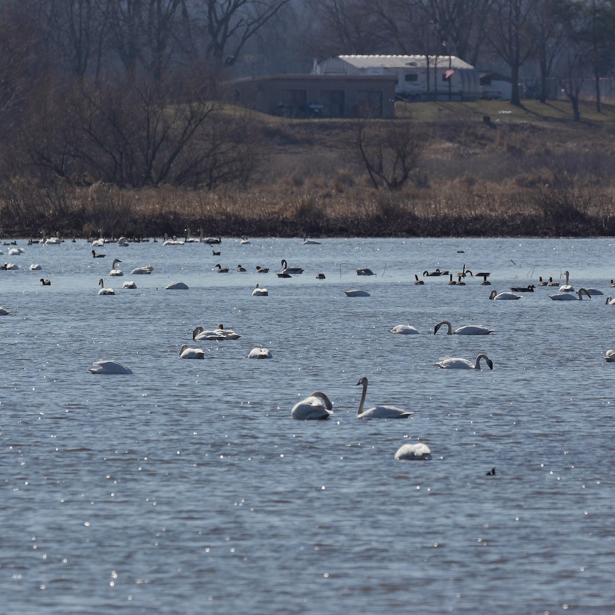 Cisne Trompetero - ML614765732