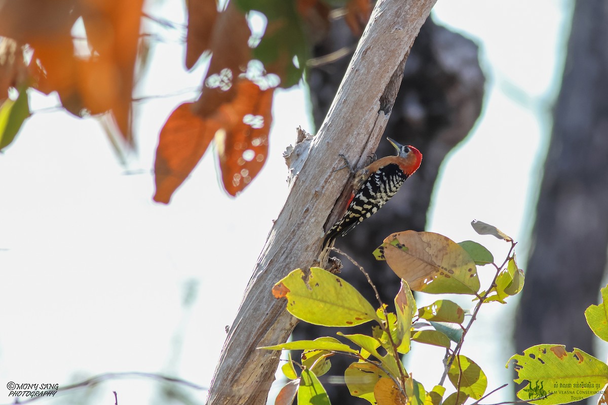 Rufous-bellied Woodpecker - Mony Sang (SVC)