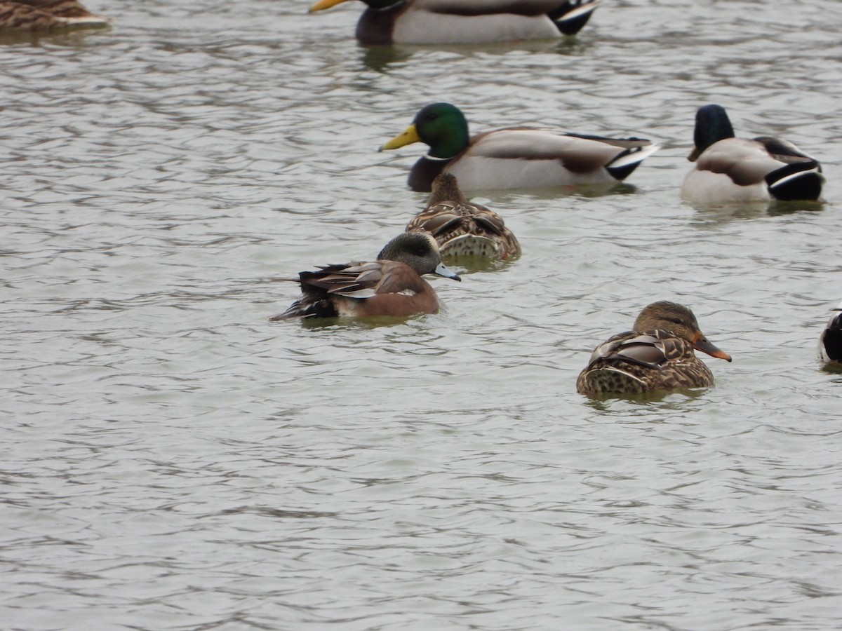 American Wigeon - Aaron Keating