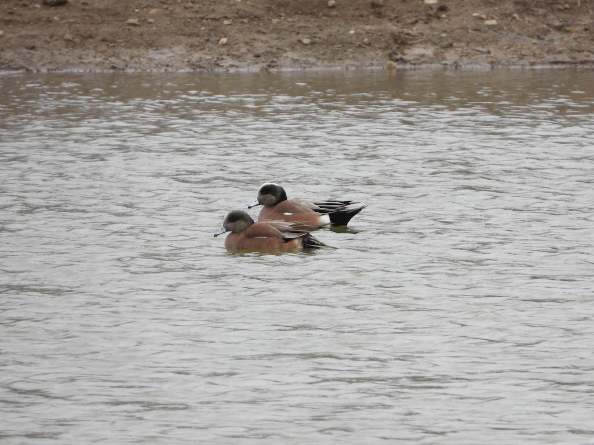 American Wigeon - Aaron Keating