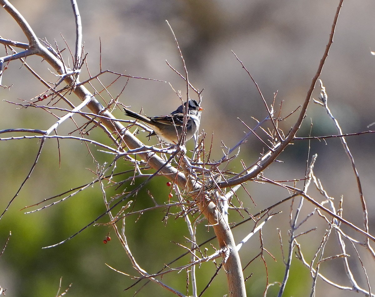 White-crowned Sparrow - ML614765756