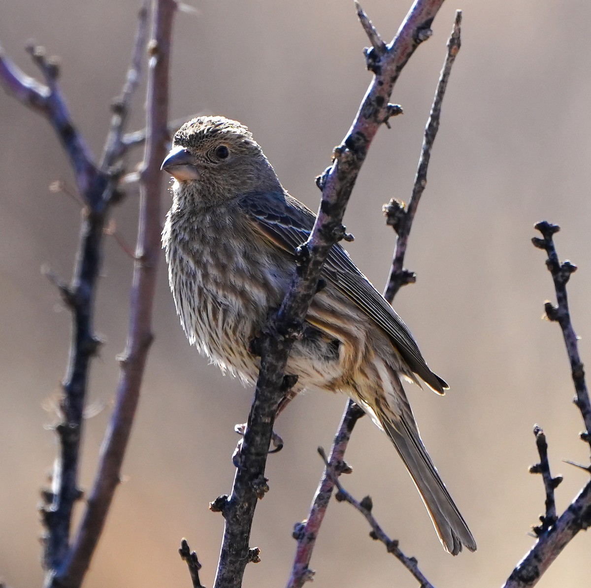 House Finch - ML614765796