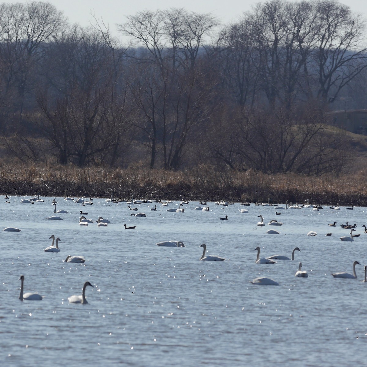 Trumpeter Swan - Fawn Bowden