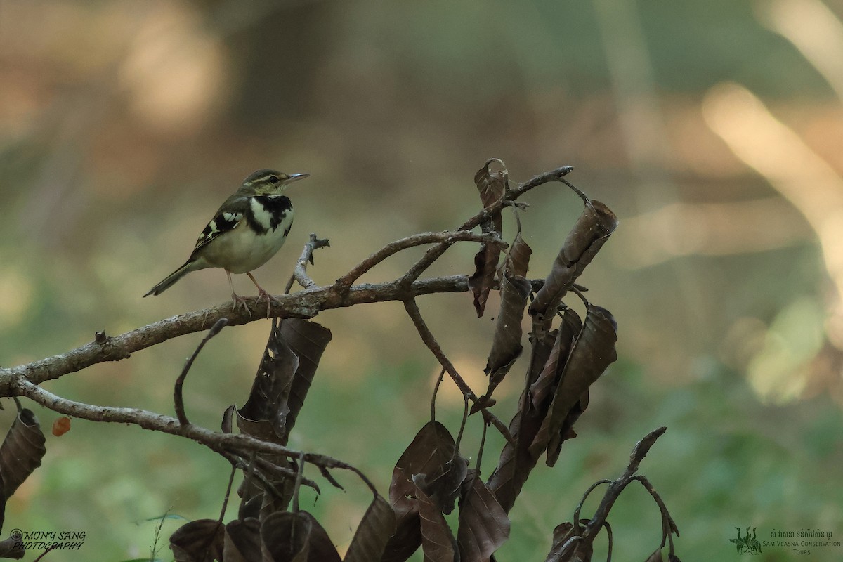 Forest Wagtail - Mony Sang (SVC)