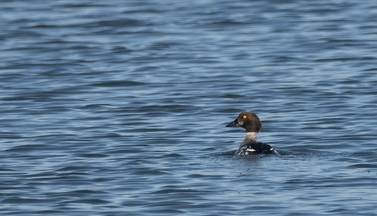 Common Goldeneye - ML614765840