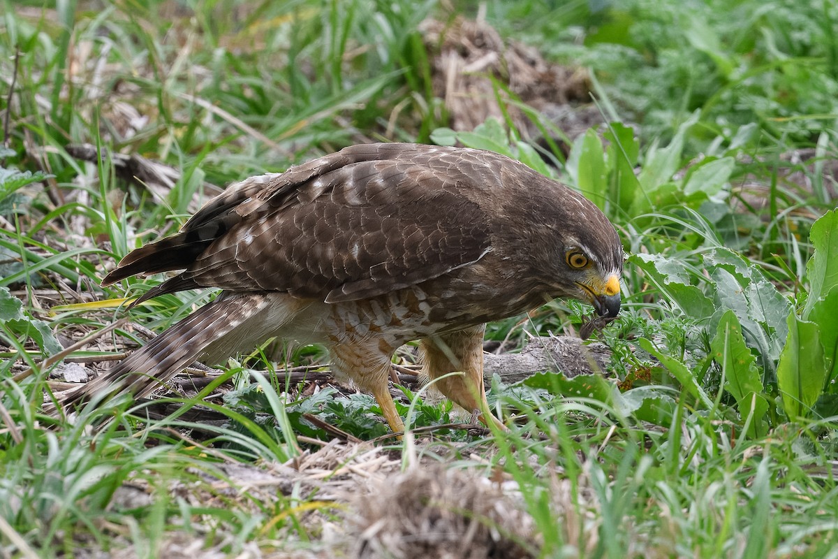 Roadside Hawk - ML614765841