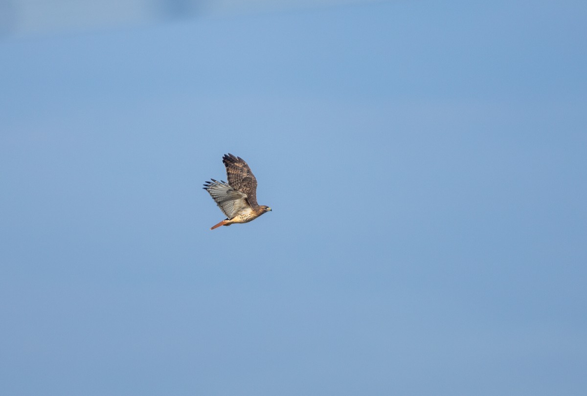 Red-tailed Hawk - ML614765848