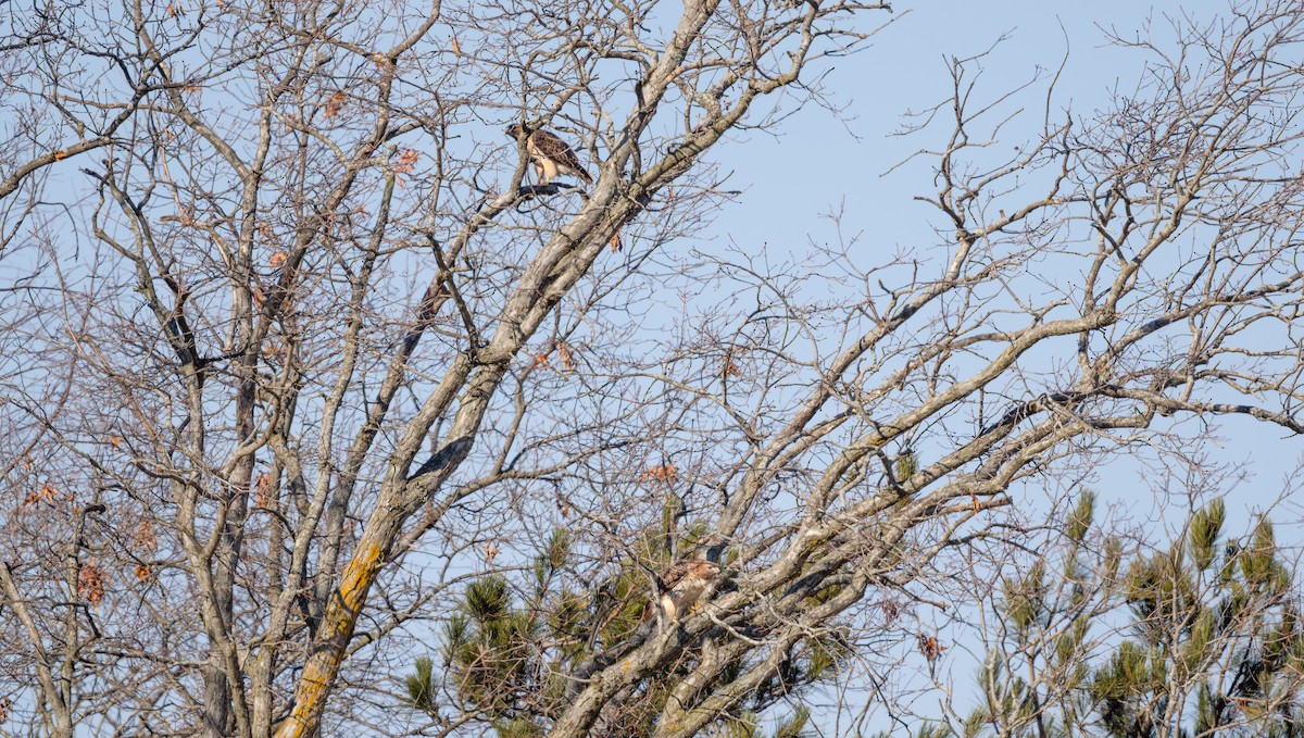 Red-tailed Hawk - ML614765850