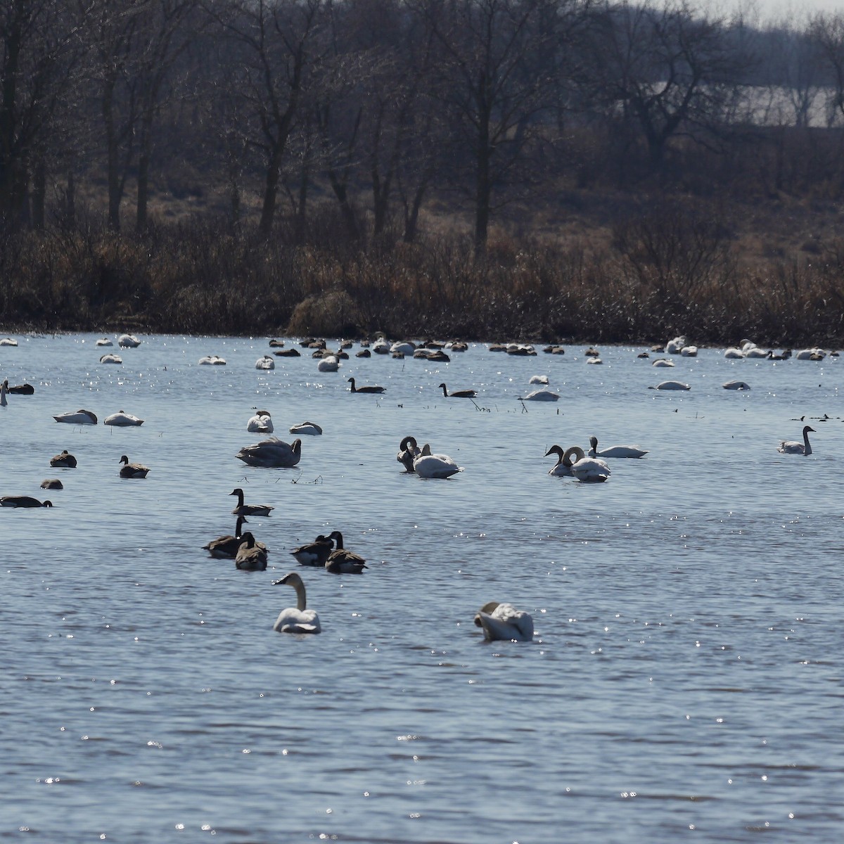 Trumpeter Swan - ML614765861