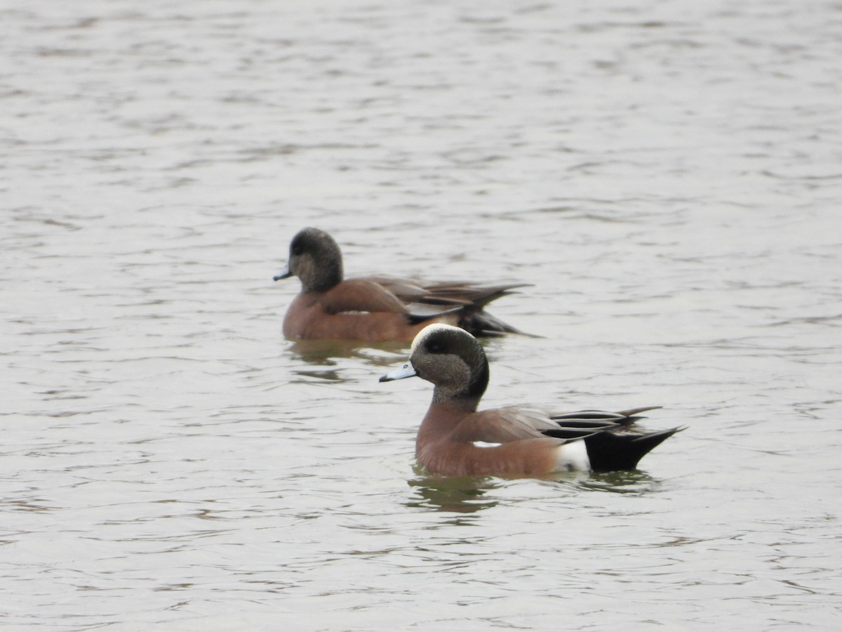 American Wigeon - Aaron Keating