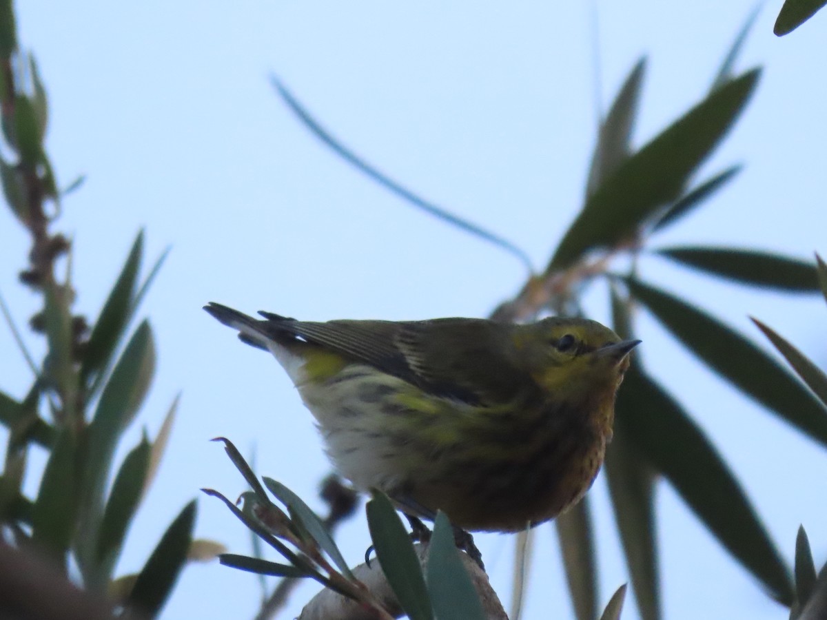 Cape May Warbler - Emanuel Serech