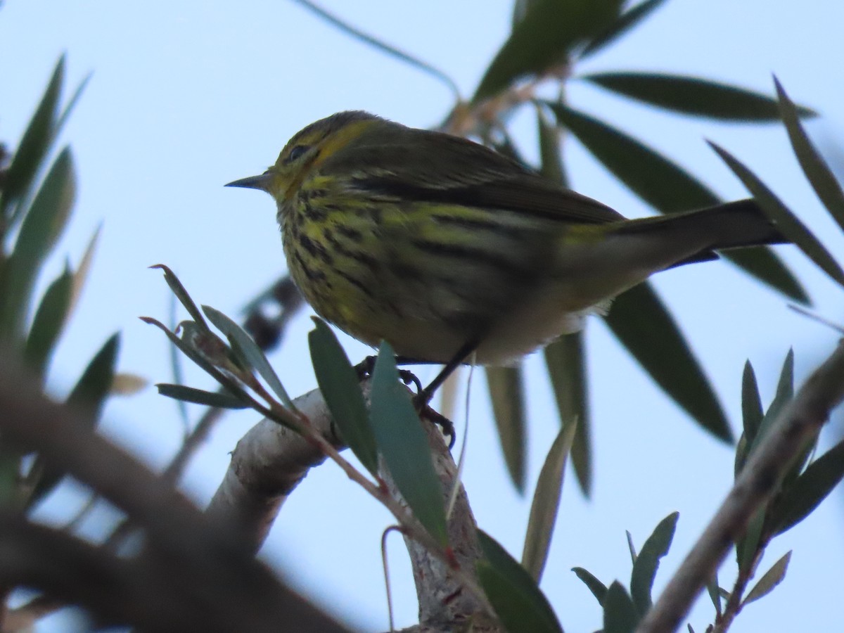 Cape May Warbler - Emanuel Serech