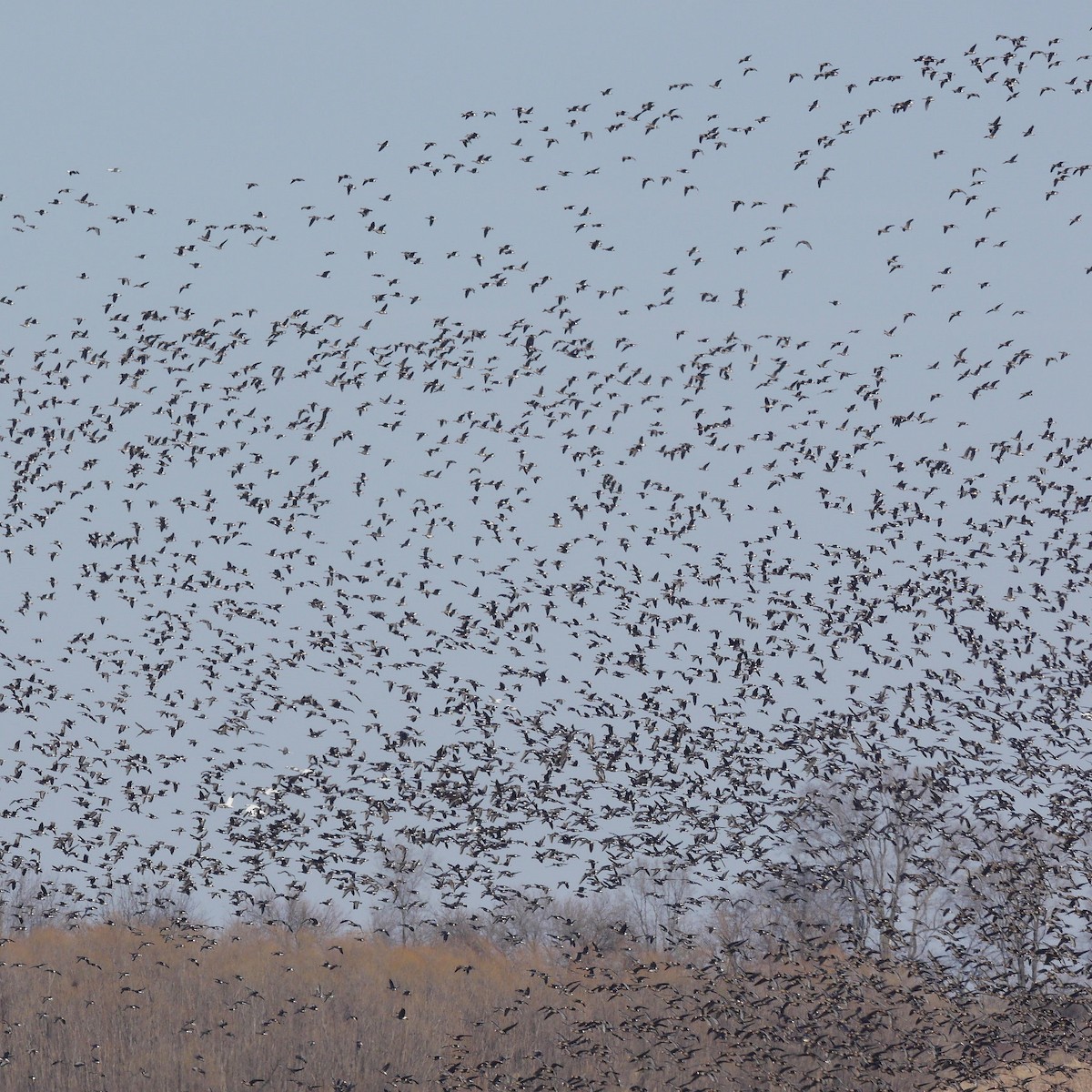 Greater White-fronted Goose - ML614765919