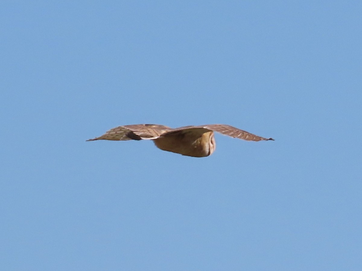 Barn Owl - Anonymous