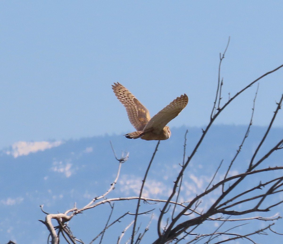 Barn Owl - ML614765934