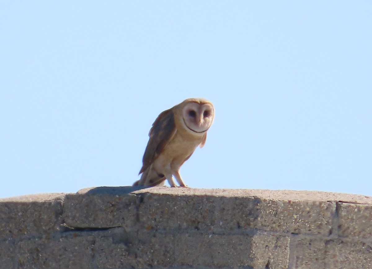 Barn Owl - ML614765936