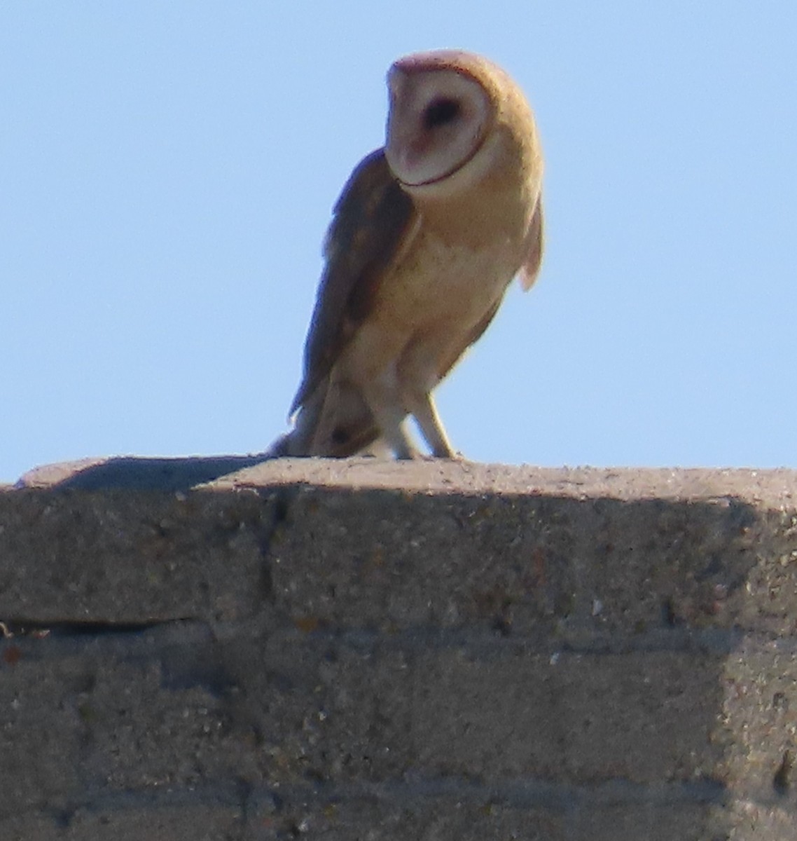 Barn Owl - ML614765937