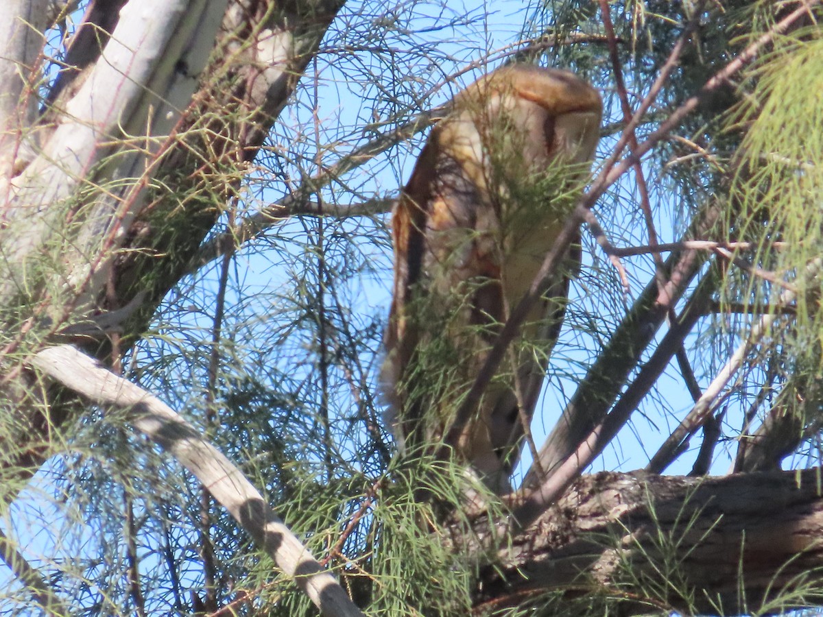 Barn Owl - ML614765938