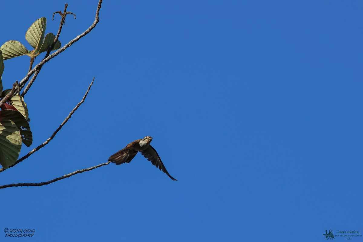 Banded Bay Cuckoo - ML614765984