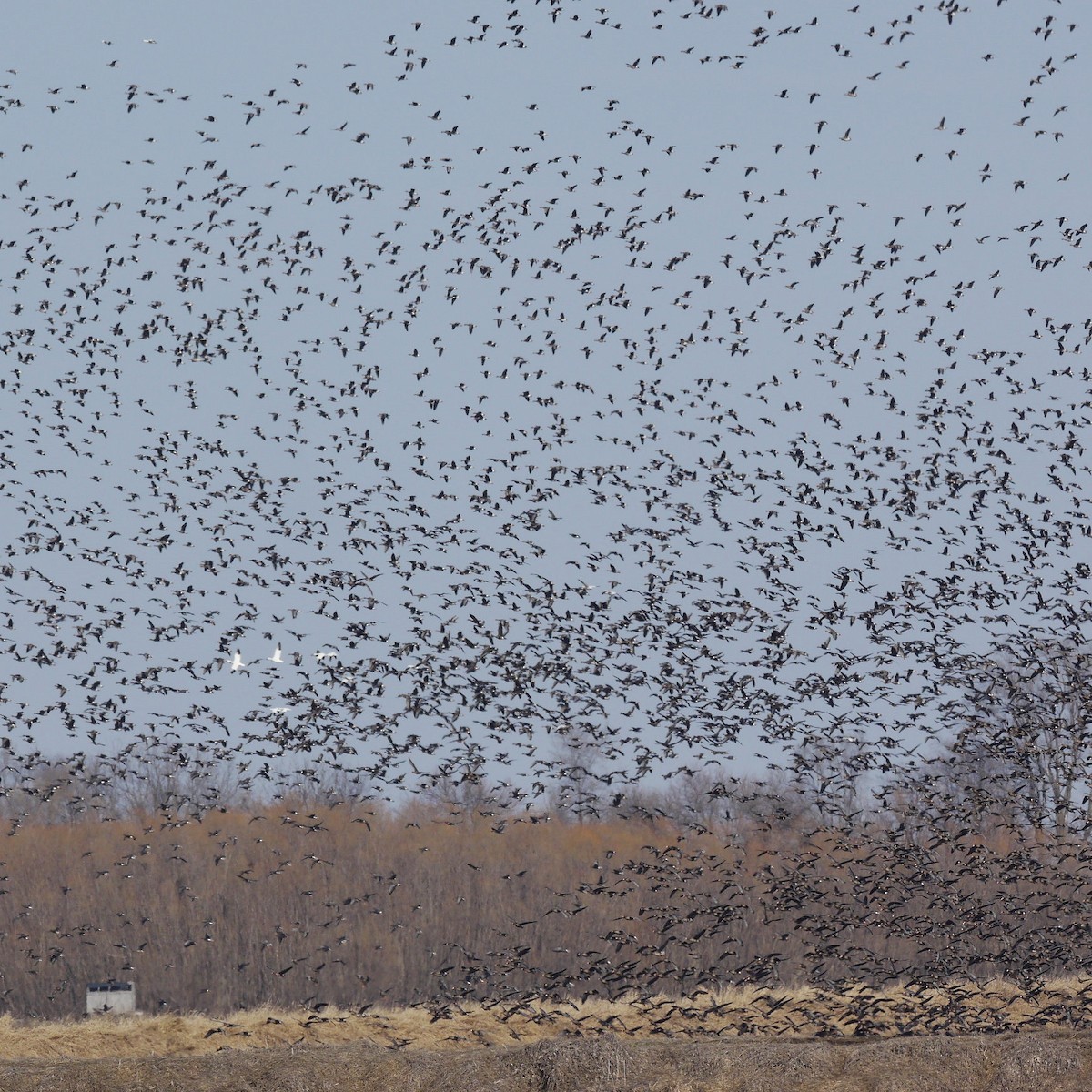 Snow Goose - ML614765991