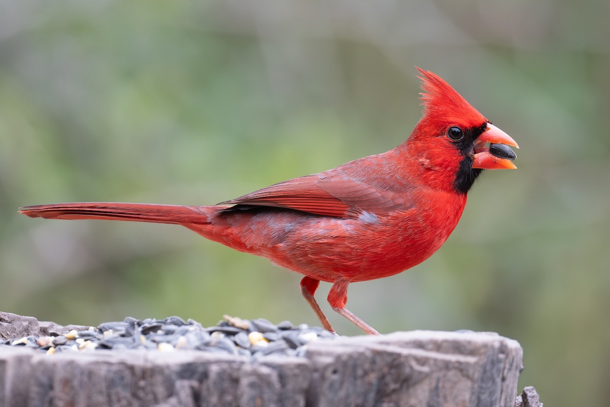 Cardinal rouge - ML614766066