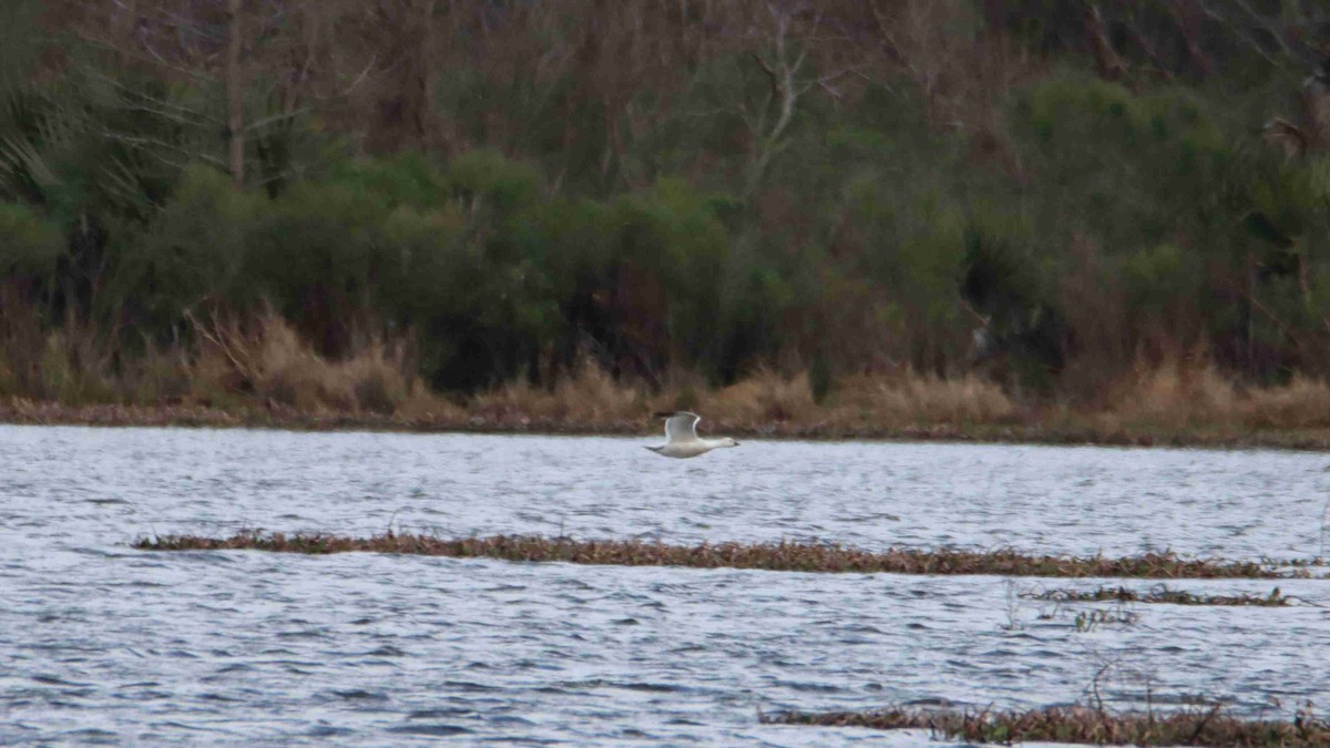 Snow Goose - ML614766163