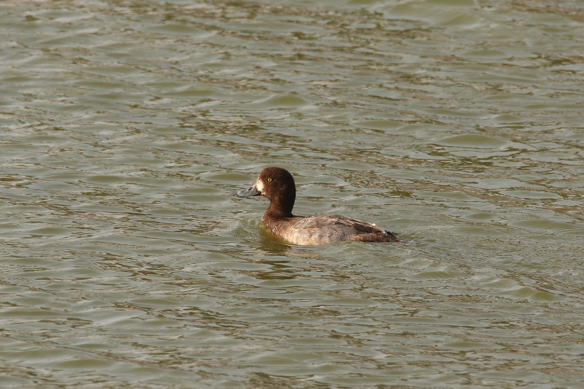Greater Scaup - ML614766177