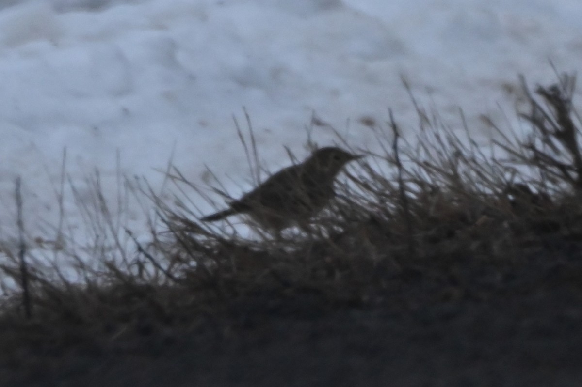 American Pipit - ML614766198