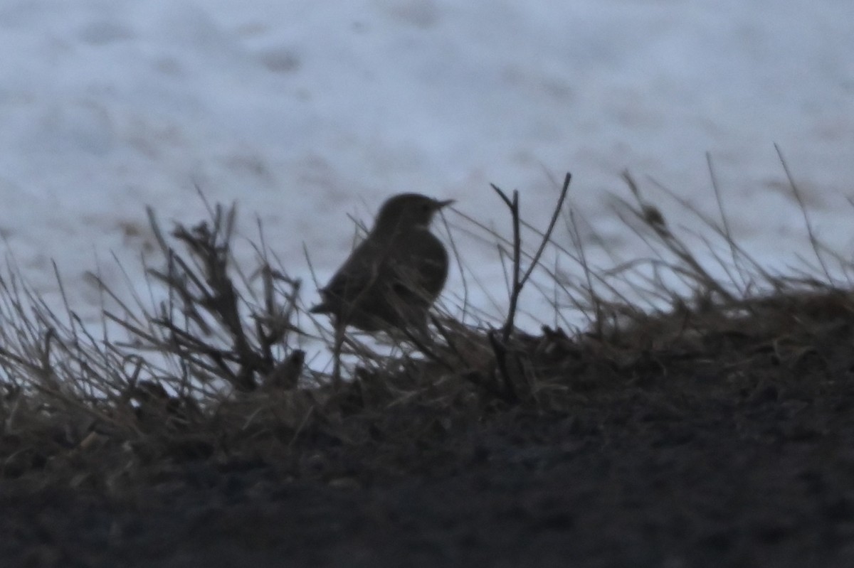 American Pipit - Ben Dixon