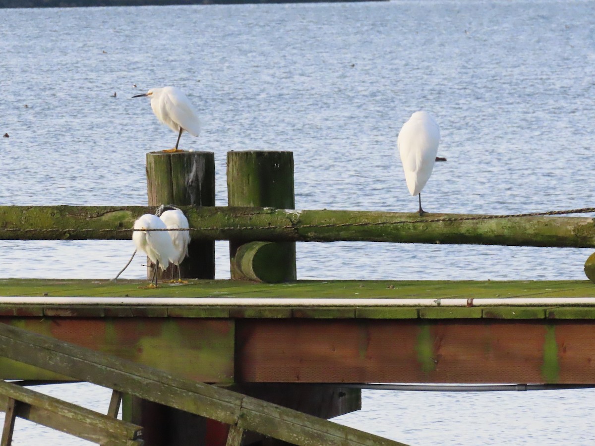 Snowy Egret - ML614766271