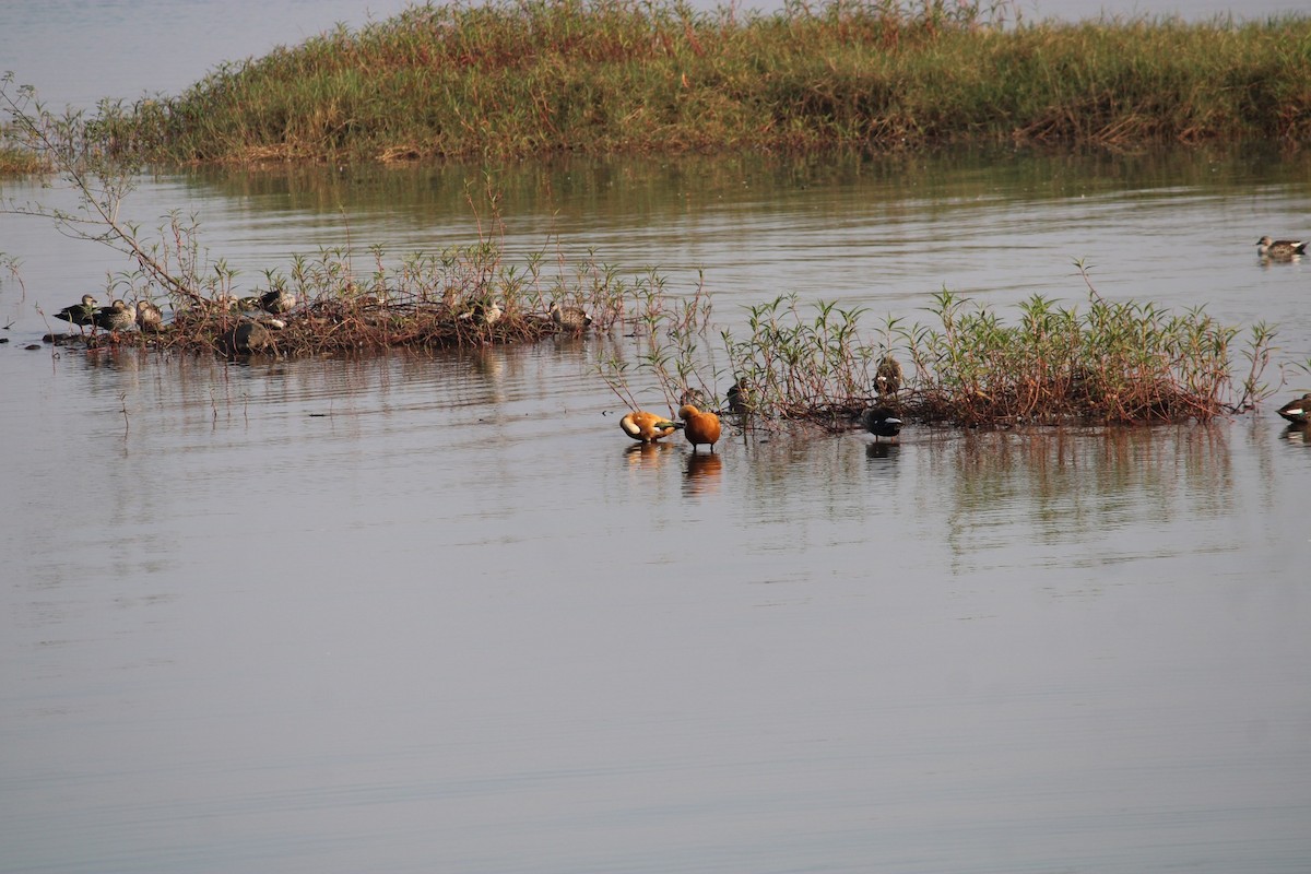 Ruddy Shelduck - ML614766291